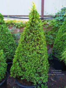 Самшит вечнозелёный Пирамида (Buxus sempervirens Piramida) ФОТО Питомник растений Природа (Priroda) (1)