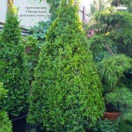 Самшит вечнозелёный Пирамида (Buxus sempervirens Piramida) ФОТО Питомник растений Природа (Priroda) (3)