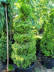 Самшит вечнозелёный Спираль (Buxus sempervirens Spiral) ФОТО Питомник растений Природа (Priroda) (2)
