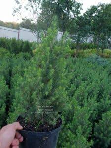 Ель канадская Коника (Picea glauca Conica) ФОТО Питомник растений Природа (Priroda) (2)