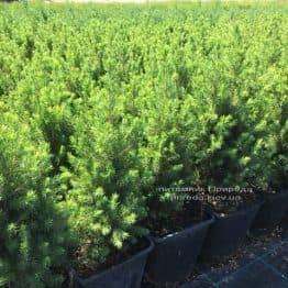 Ель канадская Коника (Picea glauca Conica) ФОТО Питомник растений Природа (Priroda) (4)