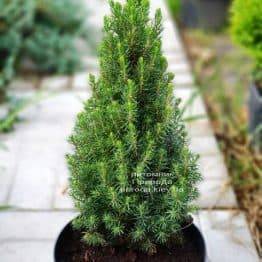 Ялина канадська Цукерхут (Picea glauca Zuckerhut) ФОТО Розплідник рослин Природа (Priroda)