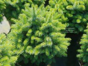 Ель ситхинская Тенас (Picea sitchensis Tenas) ФОТО Питомник растений Природа (Priroda)