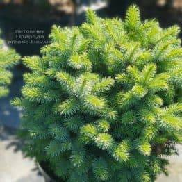 Ялина ситхинская Тенасе (Picea sitchensis Tenas) ФОТО Розплідник рослин Природа (Priroda)