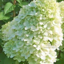 Гортензія волотисте Меджікал Мунлайт (Hydrangea paniculata Magical Moonligth) ФОТО (2)