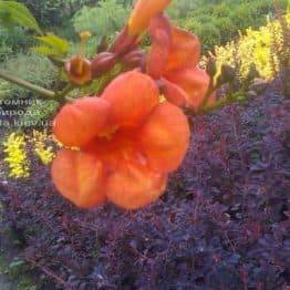 Кампсис укореняющийся Флорида (Campsis radicans Florida) ФОТО Питомник растений Природа (Priroda) (2)