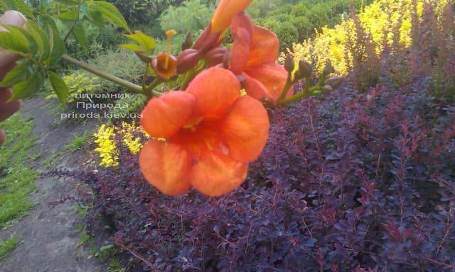 Кампсис укореняющийся Флорида (Campsis radicans Florida) ФОТО Питомник растений Природа (Priroda) (2)