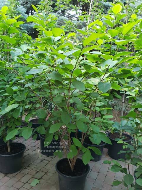 Магнолия Зибольда (Magnolia sieboldii) ФОТО Питомник растений Природа (Priroda) (1)