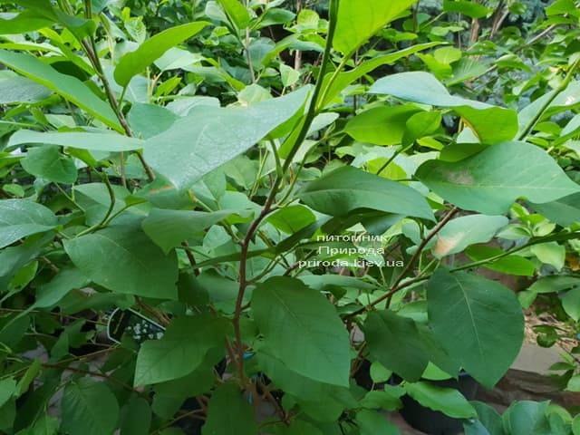 Магнолия Зибольда (Magnolia sieboldii) ФОТО Питомник растений Природа (Priroda) (2)