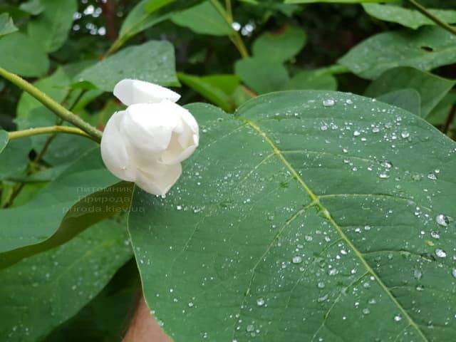 Магнолия Зибольда (Magnolia sieboldii) ФОТО Питомник растений Природа (Priroda) (3)