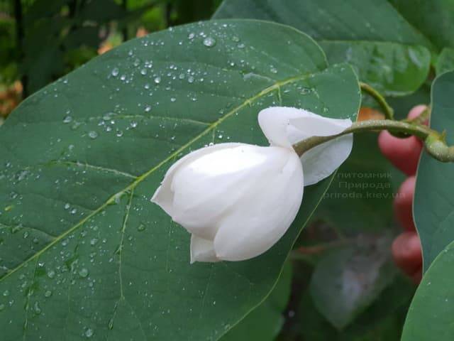 Магнолия Зибольда (Magnolia sieboldii) ФОТО Питомник растений Природа (Priroda) (4)