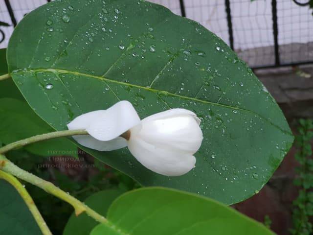 Магнолия Зибольда (Magnolia sieboldii) ФОТО Питомник растений Природа (Priroda) (5)