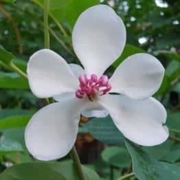 Магнолія Зибольда (Magnolia sieboldii) ФОТО Розплідник рослин Природа (Priroda) (7)