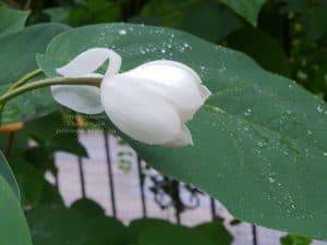 Магнолия Зибольда (Magnolia sieboldii) ФОТО Питомник растений Природа (Priroda) (8)