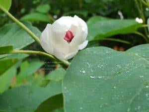 Магнолия Зибольда (Magnolia sieboldii) ФОТО Питомник растений Природа (Priroda) (9)