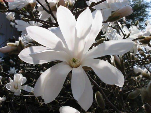 Магнолія Зірчаста (Magnolia stellata) ФОТО Розплідник рослин Природа (Priroda) (1)