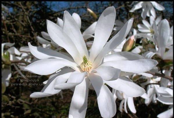 Магнолія Зірчаста (Magnolia stellata) ФОТО Розплідник рослин Природа (Priroda) (3)