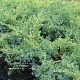 Можжевельник чешуйчатый Ханнеторп (Блю Швед) (Juniperus squamata Hunnetorp (Blue Swede)) ФОТО Питомник растений Природа (1)