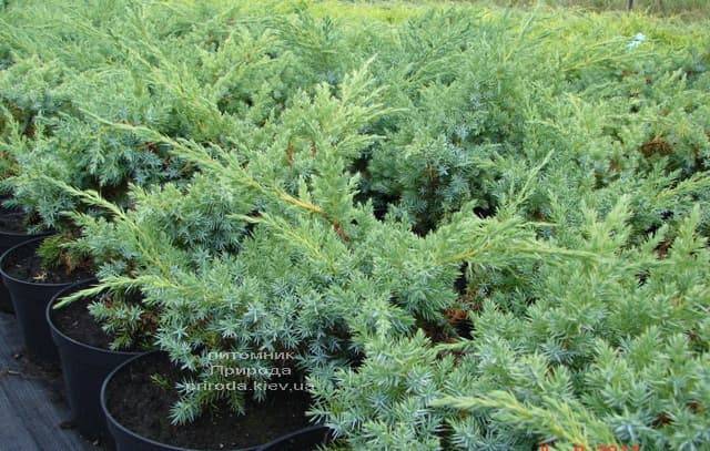 Можжевельник чешуйчатый Ханнеторп (Блю Швед) (Juniperus squamata Hunnetorp (Blue Swede)) ФОТО Питомник растений Природа (1)
