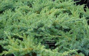 Можжевельник чешуйчатый Ханнеторп (Блю Швед) (Juniperus squamata Hunnetorp (Blue Swede)) ФОТО Питомник растений Природа (4)