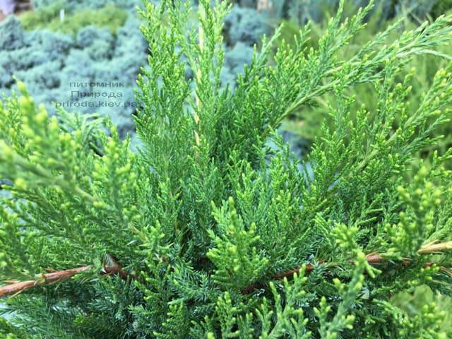 Можжевельник средний / пфитцериана Минт Джулеп (Juniperus media / pfitzeriana Mint Julep) ФОТО Питомник растений Природа (Priroda) (3)
