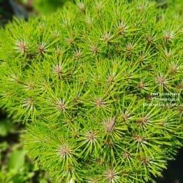 Сосна чёрная Блэк Принц (Pinus nigra Black Prince) ФОТО Питомник растений Природа (Priroda) (1)