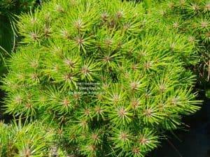Сосна чёрная Блэк Принц (Pinus nigra Black Prince) ФОТО Питомник растений Природа (Priroda) (3)