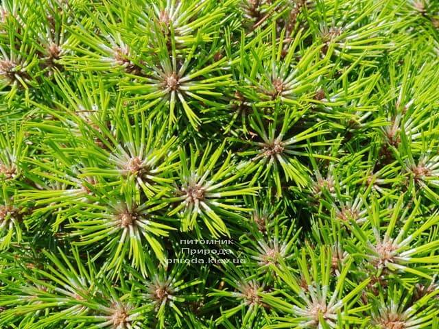 Сосна чёрная Блэк Принц (Pinus nigra Black Prince) ФОТО Питомник растений Природа (Priroda) (4)