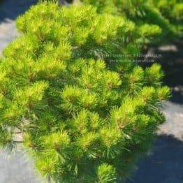 Сосна чорна Джоско (Pinus nigra Joska) ФОТО Розплідник рослин Природа (Priroda) (1)