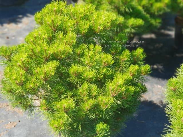 Сосна чёрная Джоска (Pinus nigra Joska) ФОТО Питомник растений Природа (Priroda) (1)