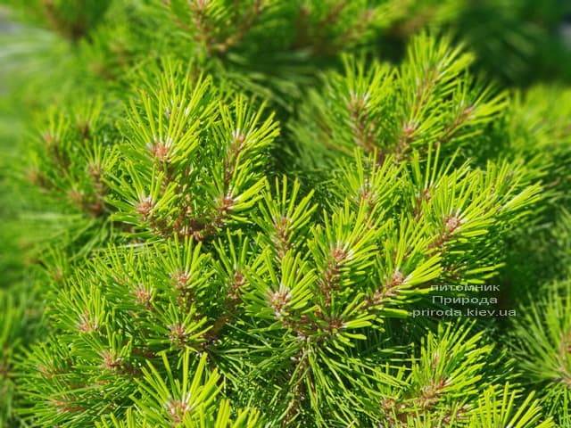 Сосна чёрная Джоска (Pinus nigra Joska) ФОТО Питомник растений Природа (Priroda) (4)