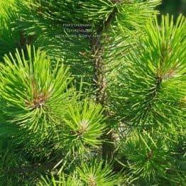 Сосна чорна Вурстле (Pinus nigra Wurstle) ФОТО Розплідник рослин Природа (Priroda) (4)