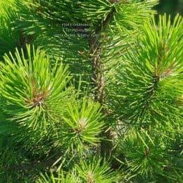 Сосна чёрная Вурстле (Pinus nigra Wurstle) ФОТО Питомник растений Природа (Priroda) (4)