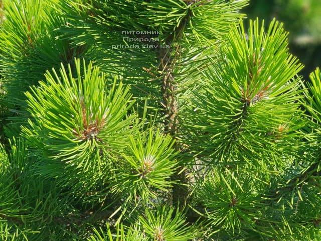 Сосна чёрная Вурстле (Pinus nigra Wurstle) ФОТО Питомник растений Природа (Priroda) (4)