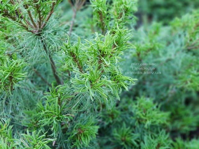 Сосна Веймутова Тайни Керлз (Pinus strobus Tiny Curls) ФОТО Питомник растений Природа (Priroda) (1)