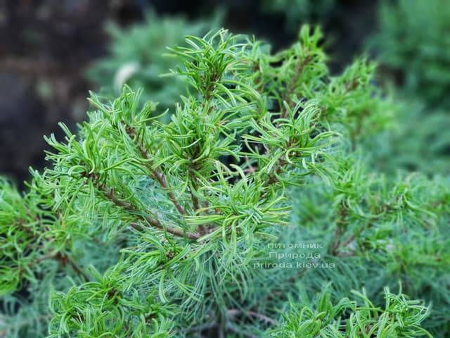 Сосна Веймутова Тайни Керлз (Pinus strobus Tiny Curls) ФОТО Питомник растений Природа (Priroda) (2)