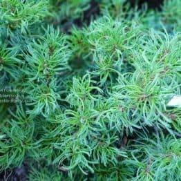 Сосна Веймутова Тайні Керлз (Pinus strobus Tiny Curls) ФОТО Розплідник рослин Природа (Priroda) (3)