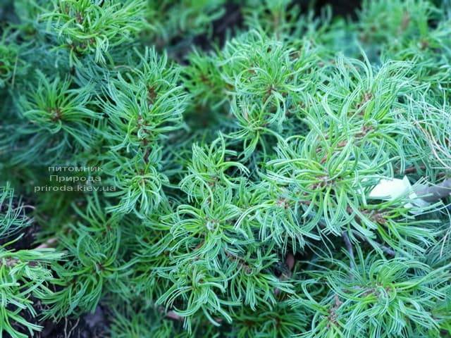 Сосна Веймутова Тайни Керлз (Pinus strobus Tiny Curls) ФОТО Питомник растений Природа (Priroda) (3)