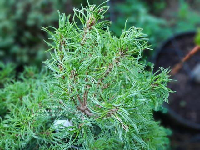 Сосна Веймутова Тайни Керлз (Pinus strobus Tiny Curls) ФОТО Питомник растений Природа (Priroda) (4)