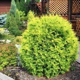 Туя западная шаровидная Голден Глоб (Thuja occidentalis Golden Globe) ФОТО Питомник растений Природа (5)