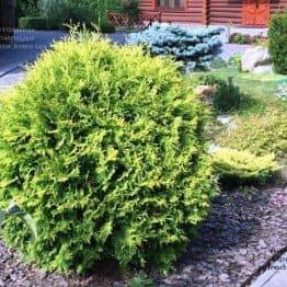 Туя західна куляста Селена (Thuja occidentalis Selena) ФОТО Розплідник рослин Природа (1)