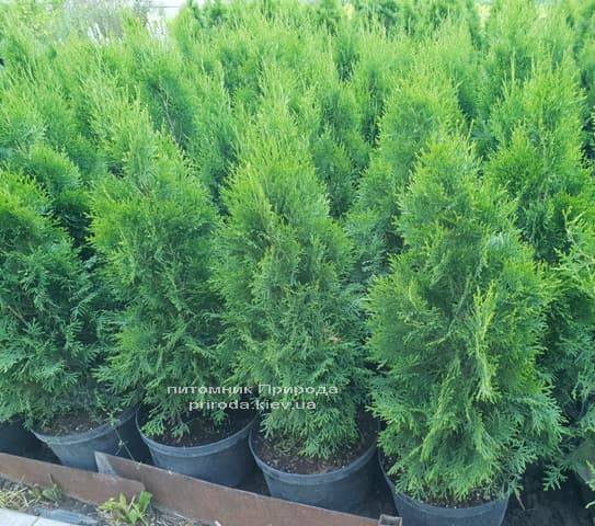 Туя западная Смарагд (Thuja occidentalis Smaragd) ФОТО Питомник растений Природа (6)