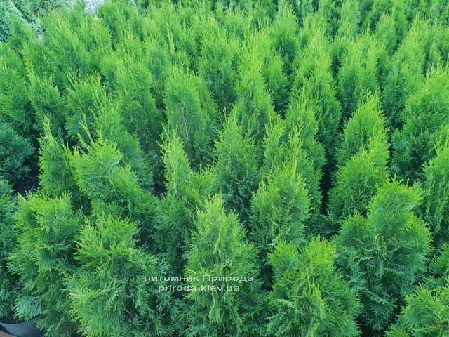 Туя западная Смарагд (Thuja occidentalis Smaragd) ФОТО Питомник растений Природа (7)