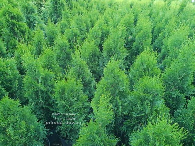 Туя западная Смарагд (Thuja occidentalis Smaragd) ФОТО Питомник растений Природа (8)
