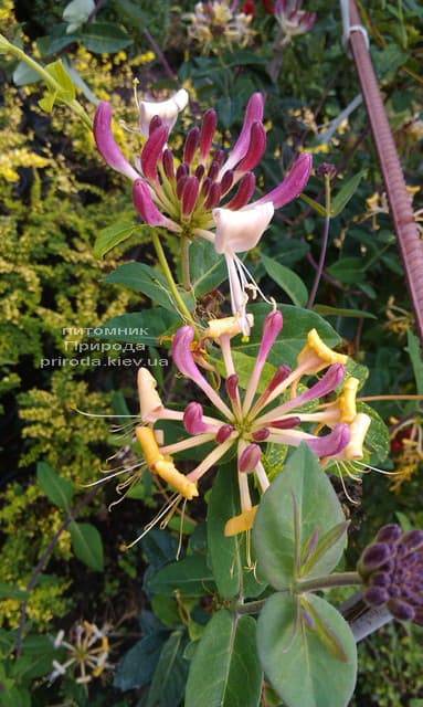 Жимолость вьющаяся (Lonicera periclymenum) ФОТО Питомник растений Природа (Priroda) (5)