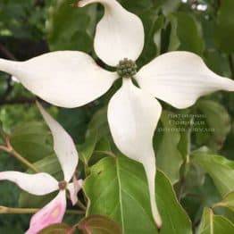 Дерен Коуза (Китайська) (Cornus kousa) ФОТО Розплідник рослин Природа (1)