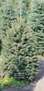 Ель голубая Глаука (Picea pungens Glauca) ФОТО Питомник растений Природа (11)