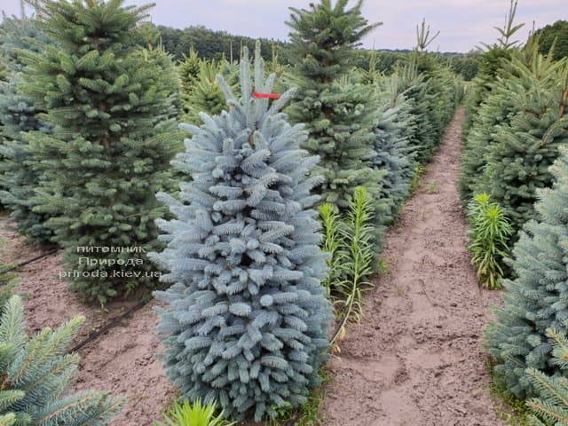 Ель голубая Глаука (Picea pungens Glauca) ФОТО Питомник растений Природа (4)