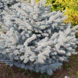 Ель голубая Глаука Глобоза (Picea pungens Glauca Globosa) ФОТО Питомник растений Природа (3)