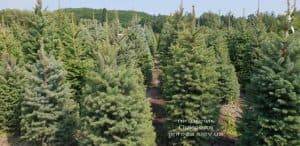 Ель зелёная колючая Глаука (Picea pungens Glauca) ФОТО Питомник растений Природа (16)